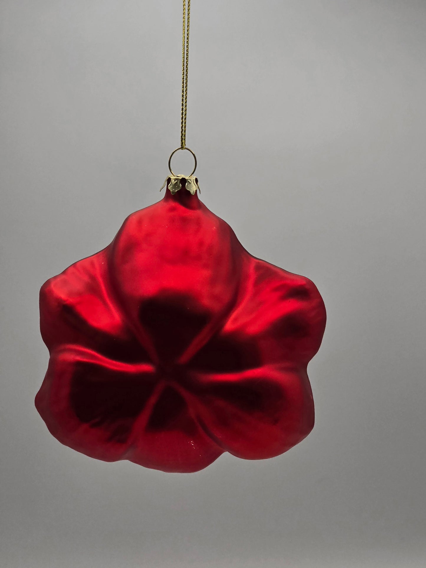 Ritterstern Rote Amaryllis Blume #26