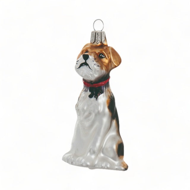 Foxterrier