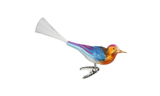 Vogel Amira bunt schillernd