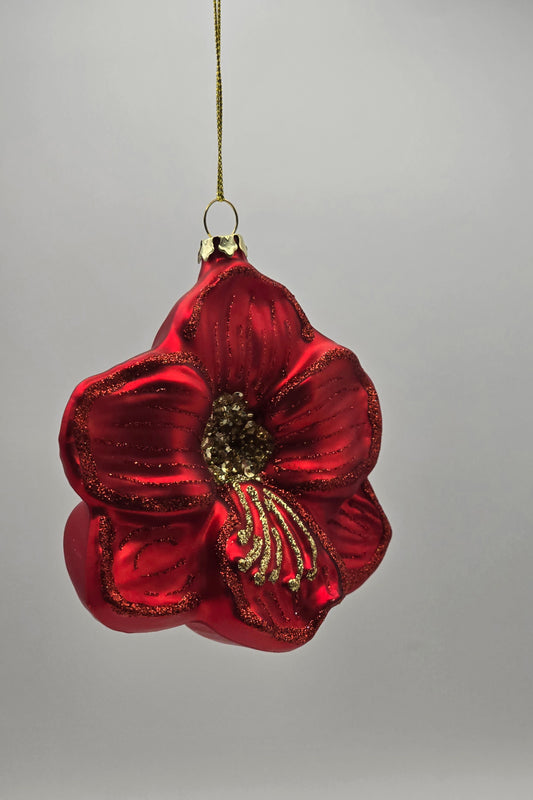 Ritterstern Rote Amaryllis Blume #26